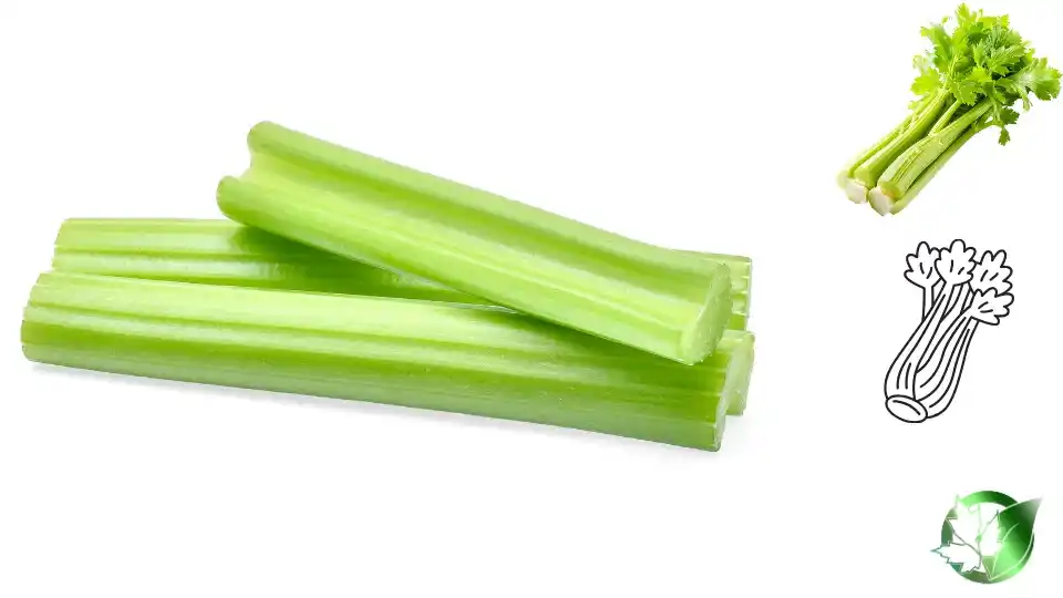 Frozen Fried Celery quality, format, and packaging should be matched to the buyer’s target application.
